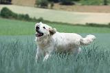 GOLDEN RETRIEVER 693